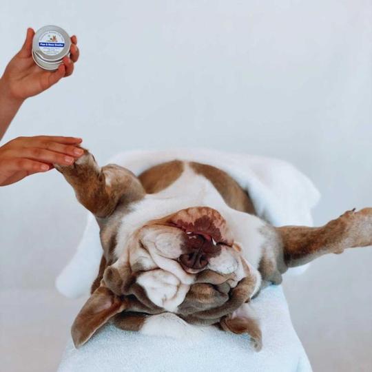 Hand holding a tin of Paw and Nose Soothe balm above a bulldog puppy lying on its back on a towel