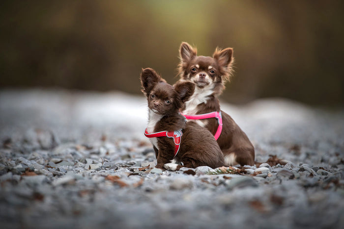 Two chocolate-coloured long-haired chihuahuas sitting together on gravel, one wearing a pink harness