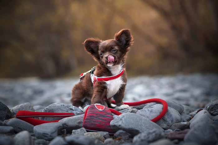 Small brown puppy wearing a red harness and lead, licking its nose while standing on rocks