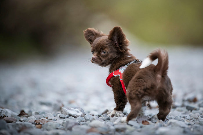 Small brown chihuahua wearing a red Cinquetorri harness standing on a gravel path