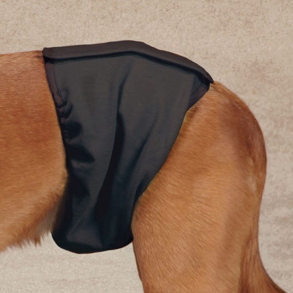 Close-up of a black washable male wrap fitted around a dog's midsection
