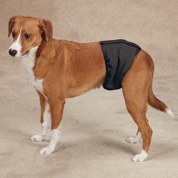 Dog wearing a black Clean Go Pet washable male wrap belly band, side profile