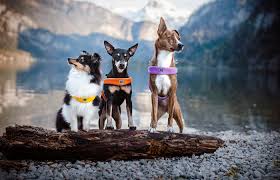 Three dogs wearing different coloured Coralpina harnesses standing on a log by a lake