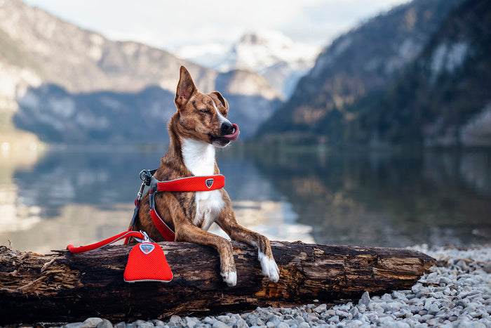 Dog wearing a red Coralpina harness and matching lead resting on a log by a lake