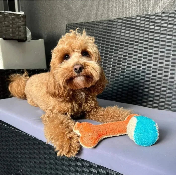 Curly-haired cavoodle lying beside an orange and blue loofah bone dental chew toy