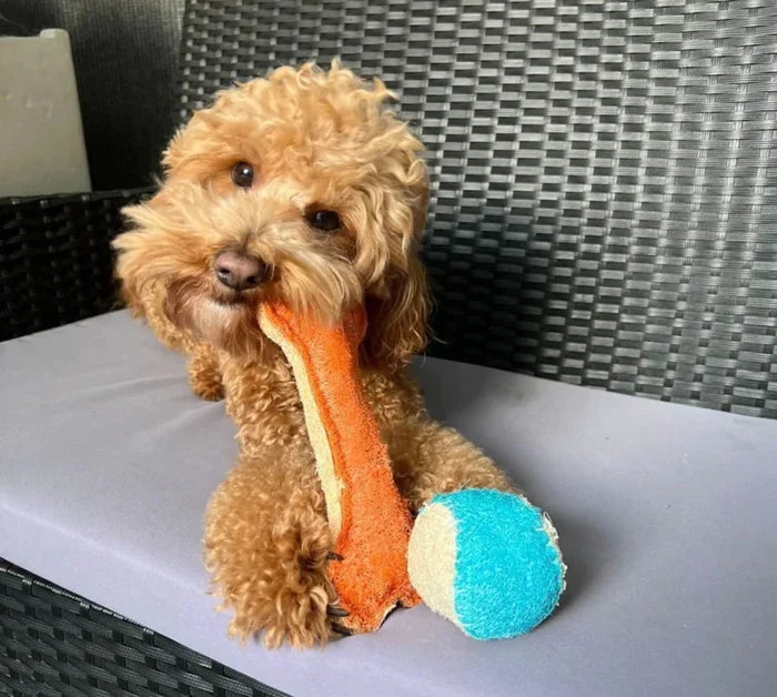 Curly-haired cavoodle chewing on an orange loofah bone toy with a blue ball beside it
