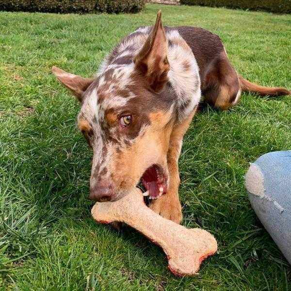 Merle-coated dog lying in grass chewing a large loofah bone toy