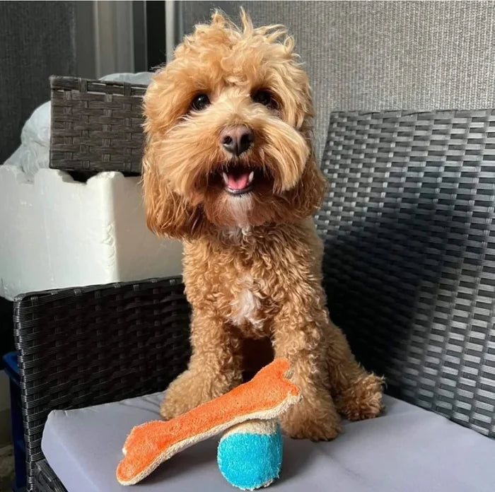 Fluffy cavoodle sitting behind an orange loofah bone toy and blue ball