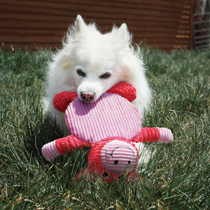 White fluffy dog lying on grass holding a KONG Crackle Tummiez pig plush toy
