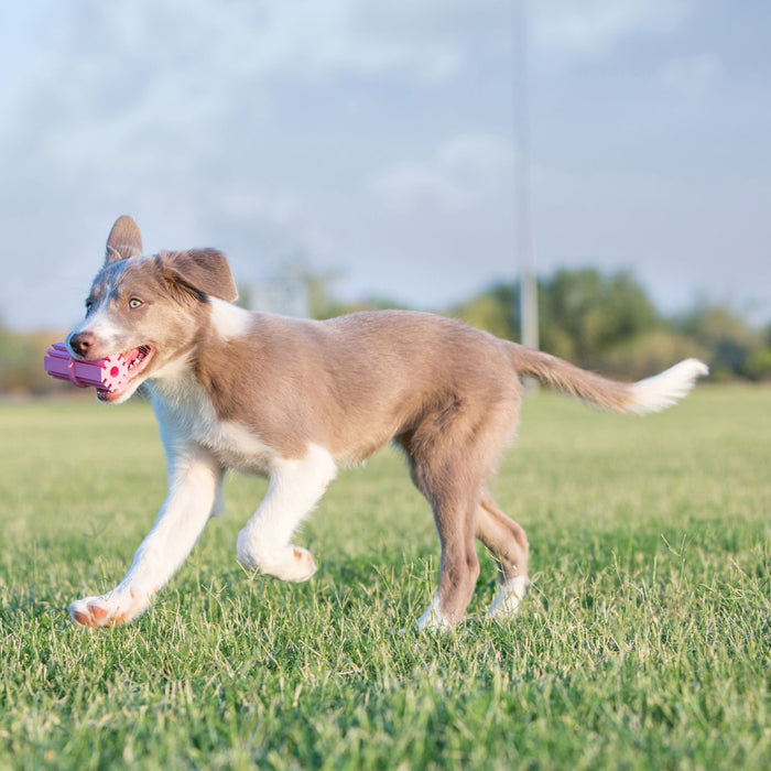 Brown and white puppy running across grass carrying a pink KONG teething stick toy