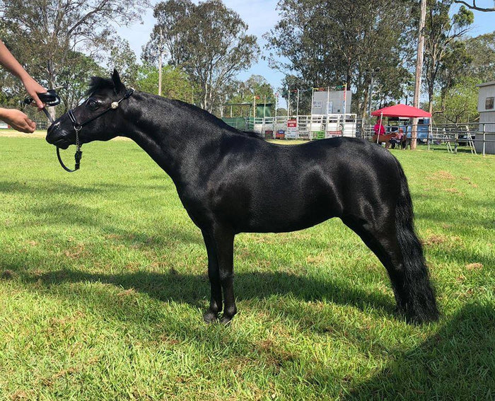 Glossy black pony standing in a grass paddock, held on a lead