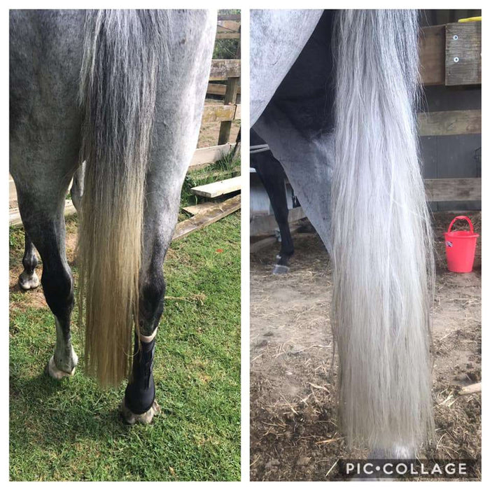 Before and after collage of a horse's tail: dull dirty tail versus bright white clean tail