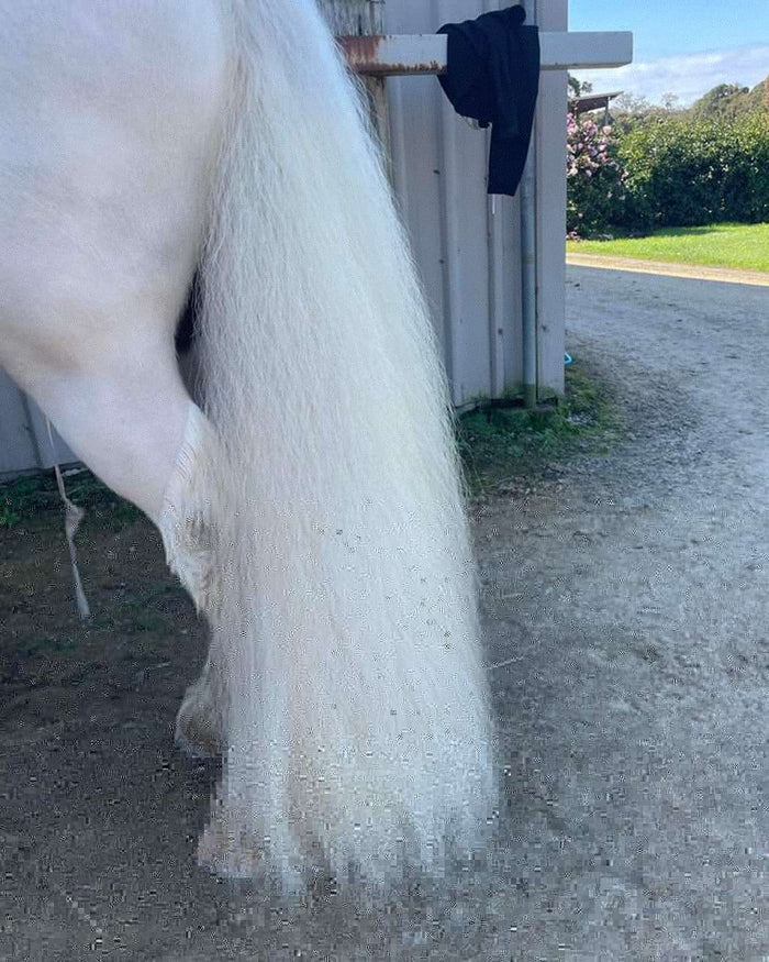 Close-up of a white horse's clean tail hanging beside a shed