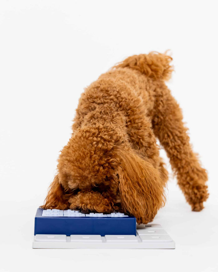 Poodle nose-deep in the blue and white Pawzler Louvre puzzle searching for treats