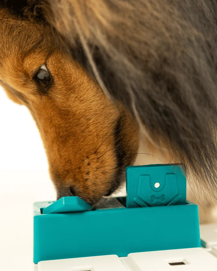 Dog sniffing the teal Pawzler Nai puzzle piece with its bone-shaped door