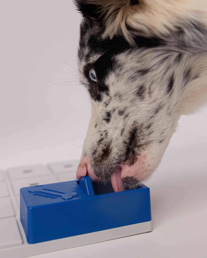 Border collie sliding open the blue Pawzler Onix puzzle piece to reach a treat