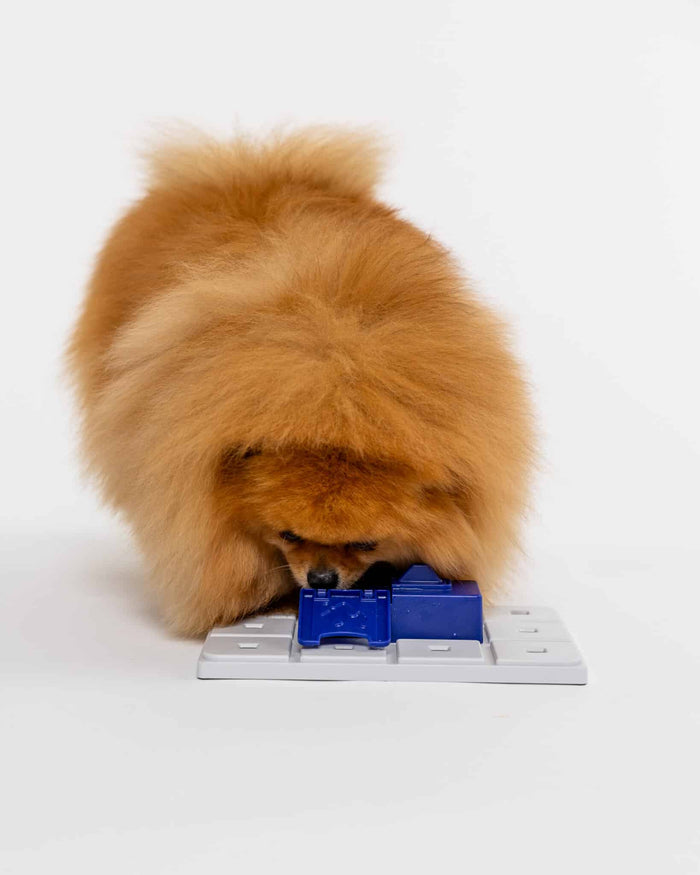 Fluffy Pomeranian nosing the navy blue Pawzler Sela puzzle piece on a grey base