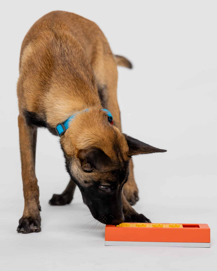 Dog sniffing the orange Pawzler Zhu puzzle piece with yellow flower-shaped tiles