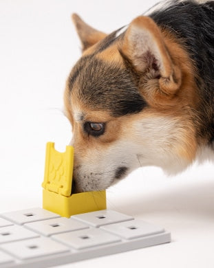 Corgi nosing the yellow Pawzler Zoey puzzle piece mounted on a grey base