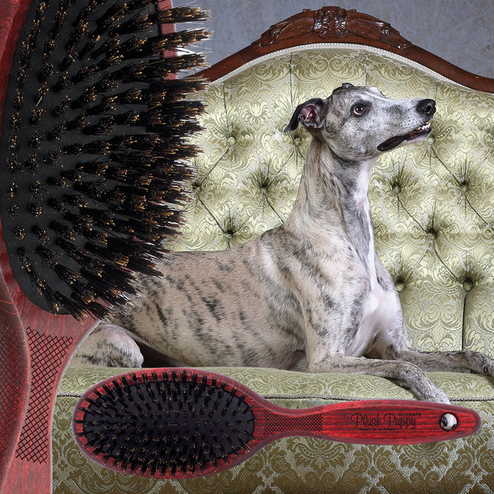 Plush Puppy Ultimate Pure Boar Bristle Brush leaning against an ornate sofa with a whippet lying on it