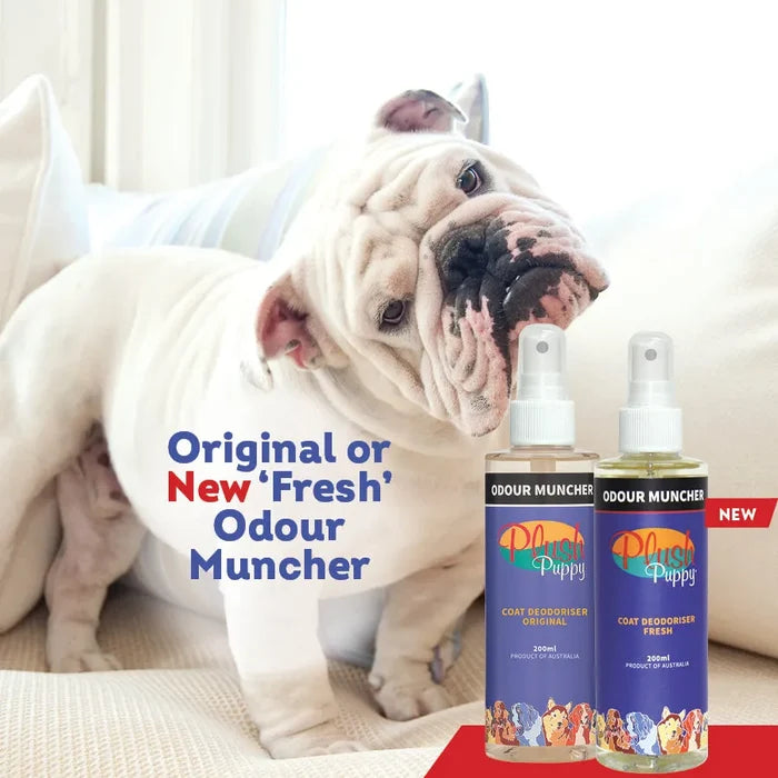 Bulldog puppy on a couch next to two Odour Muncher spray bottles