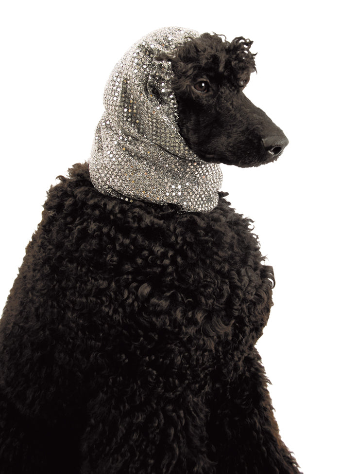 Black poodle wearing a sparkly silver Show Tech Snood Luxe ear cover