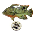 Tilapia Pin ~ Hand Painted ~ Lapel Pin ~ Hand Painted Lapel Pin ~ Sarah's Treats & Treasures