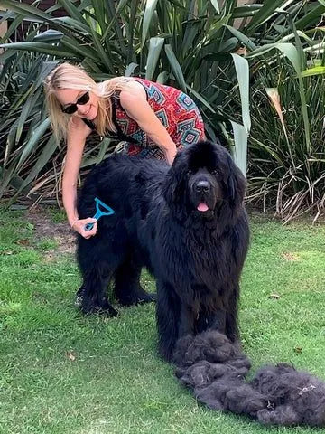 Woman using a blue Untangler rake to groom a large black Newfoundland dog outdoors, with piles of removed fur on the grass