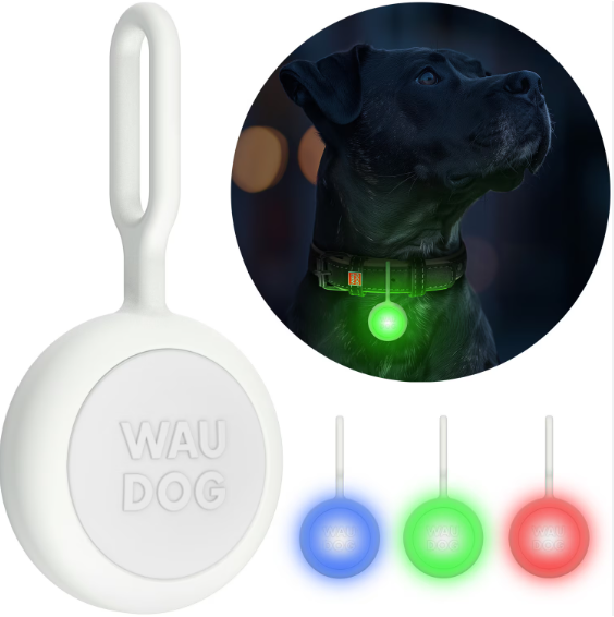 WauDog LED Dog Light unit with loop attachment, shown in blue, green and red glow options