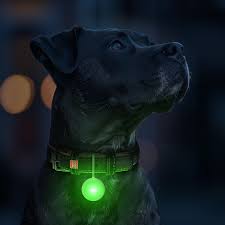 Black dog wearing a collar with a glowing green WauDog LED Dog Light pendant