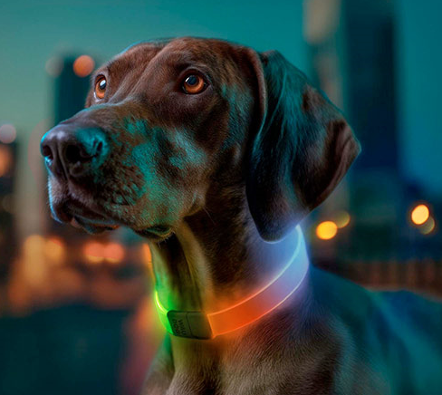 Close-up of a dog wearing the Waudog LED RGB Dog Collar glowing red and green at night